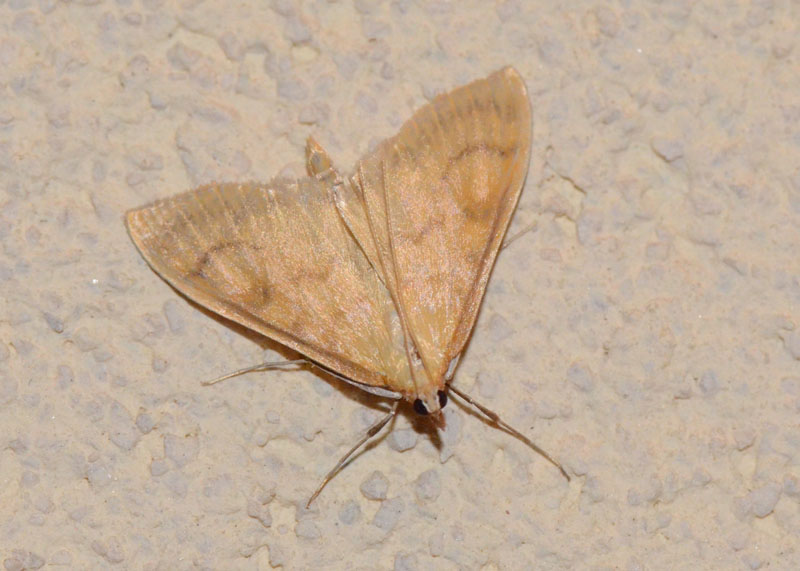 Paratalanta hyalinalis